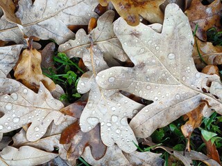 Dry fallen oak leaves with drops of rain, water on it