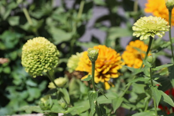 close-up bud opening to reveal lime green blossom