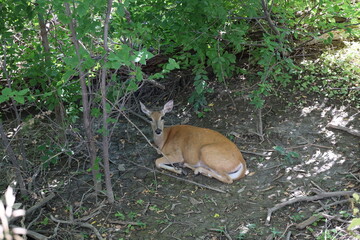 deer resting in shade on sunny summer day