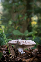 Autumn scenery in arboretum Tesarske Mlynany, Slovakia