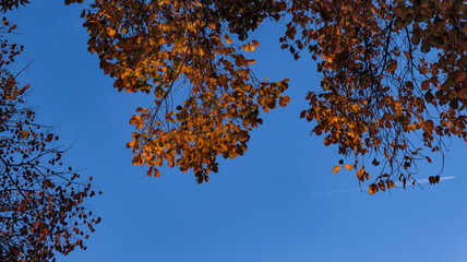 autumn leaves against blue sky