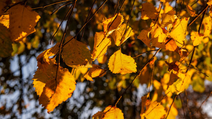 autumn leaves in the sun