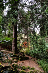 Autumn scenery in arboretum Tesarske Mlynany, Slovakia