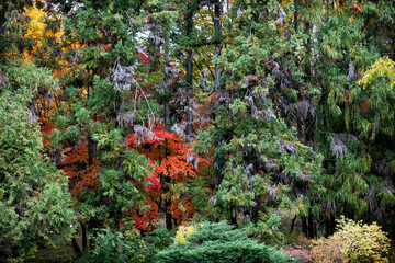 Autumn scenery in arboretum Tesarske Mlynany, Slovakia