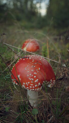 beautiful big mountains incredible nature and mysterious forest