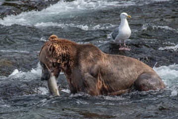 Grizzlt Bear With Salmon Dinner at Brooks Falls Alaska