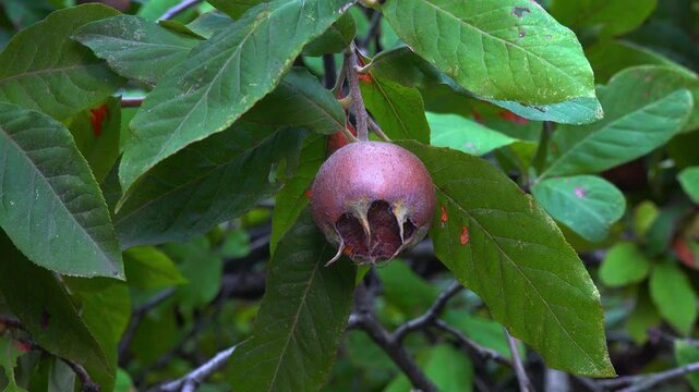 The medlar or common medlar - Mespilus germanica, brown edible sweet fruit with seeds on the background of green leaves in the garden