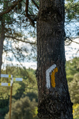 White and yellow markings on a tree trunk indicating a turn in the direction of the trail. 