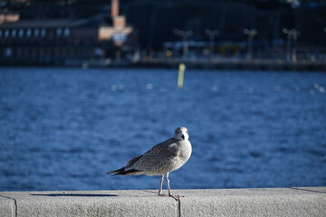 seagull on the pier