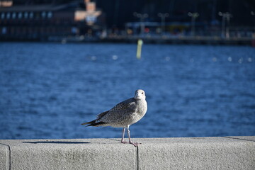 seagull on the pier