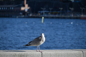 seagull on the pier