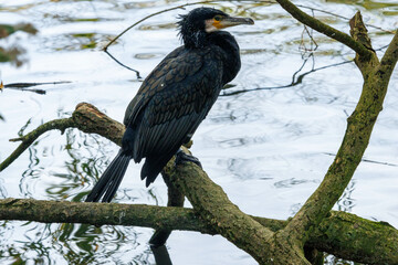 Cormoran faisant le guet