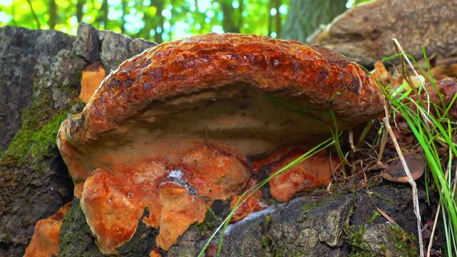 Phellinus robustus - saprophytic wood fungus on an old oak tree stump in a garden