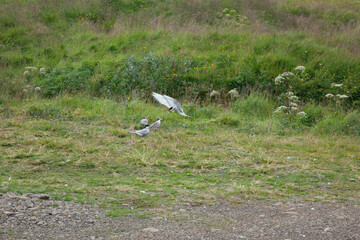Birds flying over green Iceland
