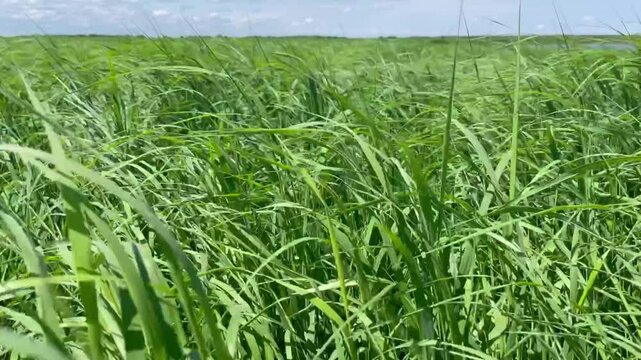 Green grass waving in the strong wind in meadow in summer