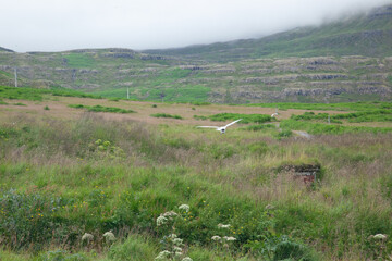 Obraz premium Birds flying over green Iceland