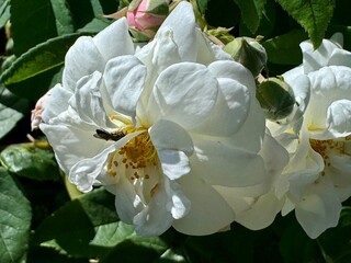 close-up of two white peonies with their green leaves in nature on a sunny summer day
