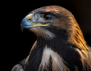 Fototapeta premium Close-up portrait of a red-tailed hawk (Aquila chrysaetos) in dark background