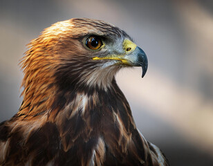 Obraz premium Portrait of a red-tailed hawk (Aquila chrysaetos)