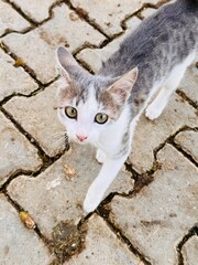 Fototapeta premium cat on the street