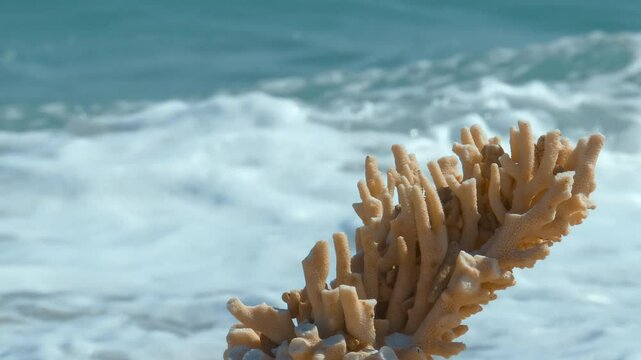 Beautiful Macro Shot of Branching red SPS Monitpora coral of the reef, Forest Fire digitata. frankland islands australia.