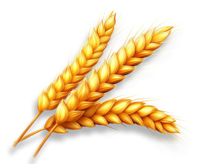 Golden wheat ears isolated transparent background harvest agriculture cereal grain