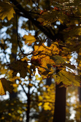 Autumn leaves hanging from a tree branch, illuminated by soft sunlight. The golden colors and shadows evoke a calm, serene fall mood