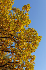 Golden autumn leaves on a tree branch against a clear blue sky. Warm sunlight highlights the vibrant yellow and orange foliage, creating a peaceful and bright fall atmosphere