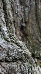 Moos Baumstamm Natur Wald Hintergrund Detail Nahaufnahme 