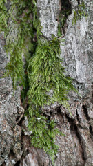 Moos Baumstamm Natur Wald Hintergrund Detail Nahaufnahme 