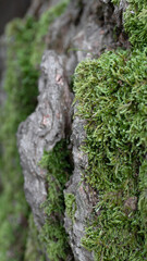 Moos Baumstamm Natur Wald Hintergrund Detail Nahaufnahme 