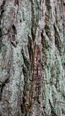 Moos Baumstamm Natur Wald Hintergrund Detail Nahaufnahme 