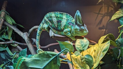 zoo chameleon  © Nika
