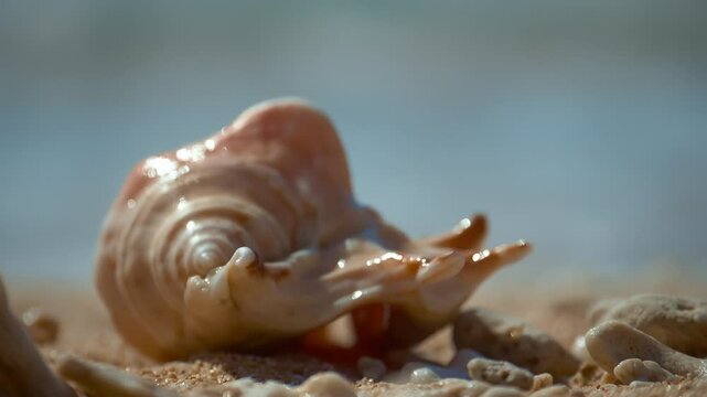 Conch, Light pink, beautiful sea shells with sand and back light, rotation, on black background
