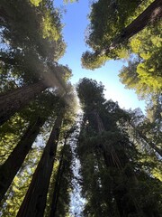 forest in the morning