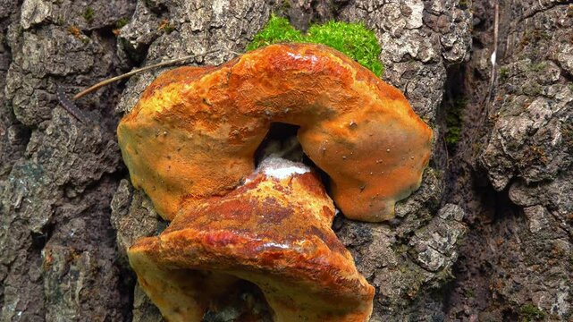 Phellinus robustus - saprophytic wood fungus on an old oak tree stump in a garden