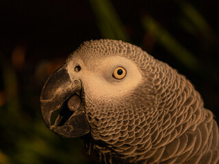 CLOSE UP, PORTRAIT, DOF: Striking profile of a Congo African Grey parrot with bright yellow eyes and black curved beak. Highly intelligent domesticated companion parrot who loves to imitate people.