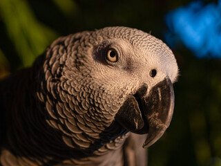 Fototapeta premium CLOSE UP, PORTRAIT, DOF: Curious expression of a domesticated Congo Grey parrot. Beautiful companion parrot with a tilted head and bright yellow eyes that radiate intelligent and inquisitive look.