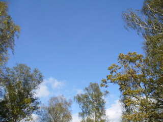 Obraz premium Deciduous trees with leaves in fall colors and blue sky on sunny day. Topics: natural environment, vegetation, season, flora, forest