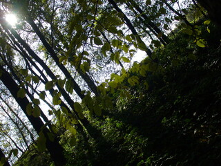 Tall trees with branches with green and yellow autumn leaves and sun rays and shadows in forest scenery - natural background. Topics: natural environment, vegetation, season, flora, forestry