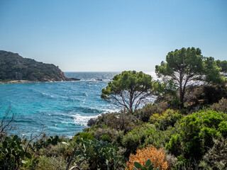 Obraz premium Idyllischer Meerblick von Elba mit Kakteen im Vordergrund – Perfektes Urlaubsmotiv