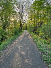 path in the woods