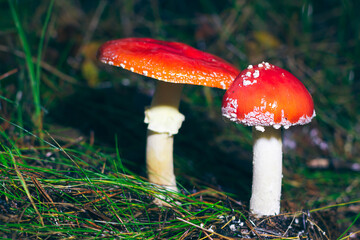 Two Amanita Muscaria, Known as the Fly Agaric or Fly Amanita: Healing and Medicinal Mushroom with Red Cap Growing in Forest. Can Be Used for Micro Dosing, Spiritual Practices and Shaman Rituals