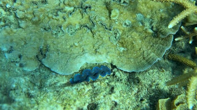 Marine life in healthy corals