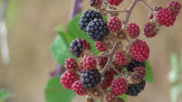 Close-up of twig full of blackberries in different stages of ripening