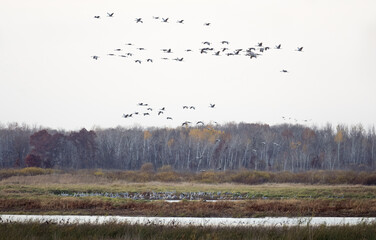 Flocks of Sandhill Cranes  fly over trees as others gather in ponds to roost during the fall migration