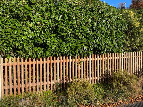 Neuer Zaun aus Holz vor einer Hecke mit Kirschlorbeer