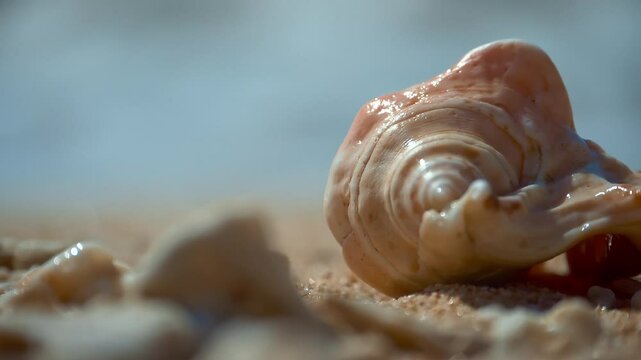 Conch, Light pink, beautiful sea shells with sand and back light, rotation, on black background