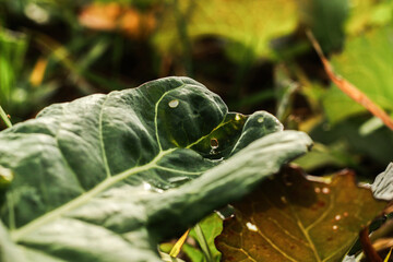 Rapeseed leaves close-up. Winter rapeseed leaves