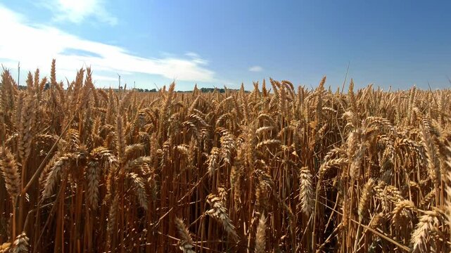 goldenes Kornfeld im Sommer, Erntezeit, reifes Getreide, Bio-Landwirtschaft, Landschaft, Landwirtschaft, Nahaufnahme
